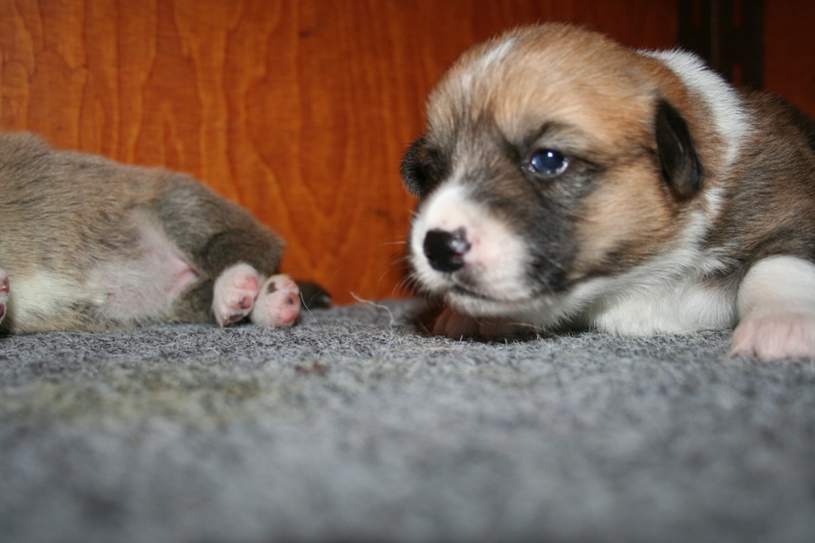 Puppies